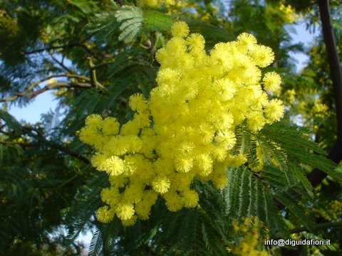 Fiori per la festa della donna…(8 Marzo)