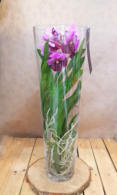 Orchidea Vanda In Vaso Di Vetro Fiorista Roberto Di Guida