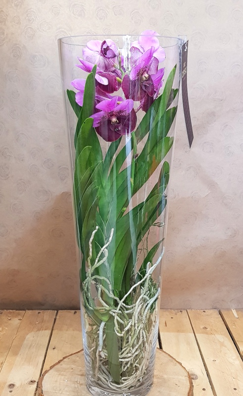 Orchidea Vanda in vaso di vetro - Fiorista Roberto Di Guida